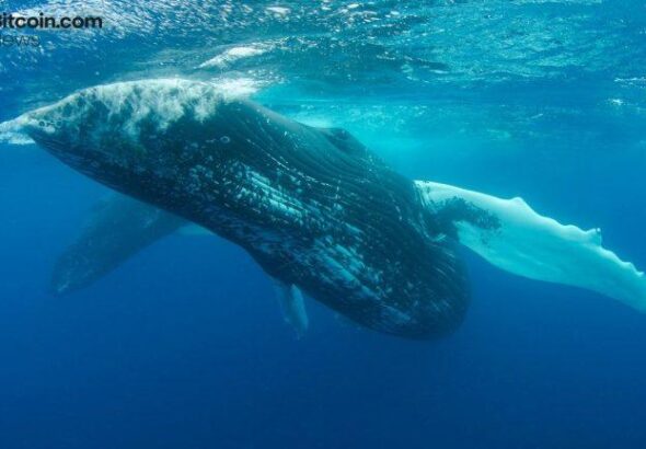 whale who spent 62m on uniswap and compound tokens is now selling at a 39 7m loss2 768x432 1