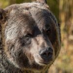 grayscale-bitcoin-bear-market-768x432-1