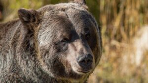 grayscale bitcoin bear market 768x432 1