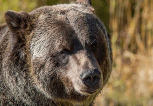 grayscale bitcoin bear market 768x432 1