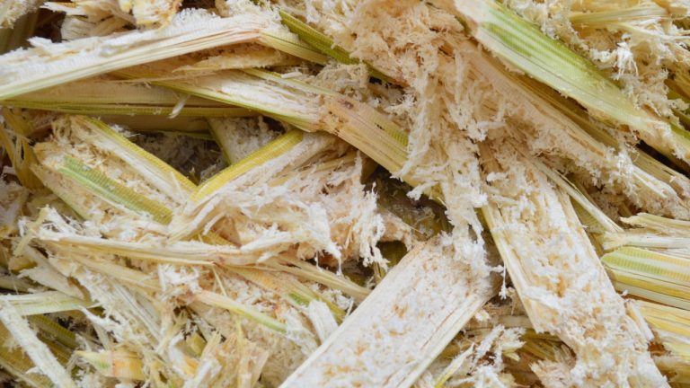 sugarcanebagasse nwmk 768x432 1